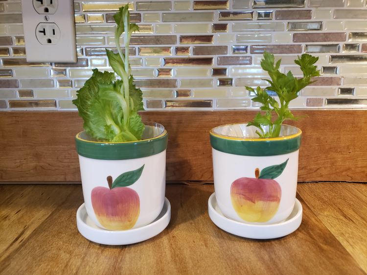 Regrow Vegetables and Fruits for&nbsp;FREE